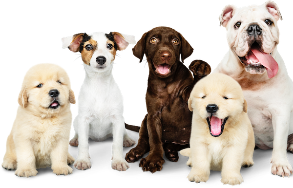 Breed Selector
