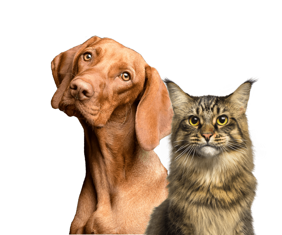Vet Finder